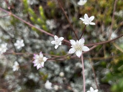 Alepidea natalensis