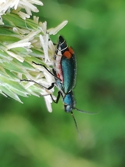 Malachius australis