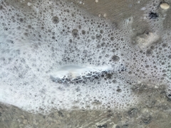 Sphoeroides testudineus