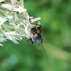 Malachius australis