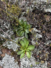 Alepidea natalensis