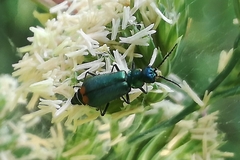 Malachius australis