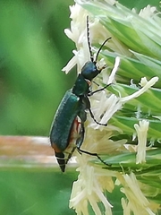 Malachius australis