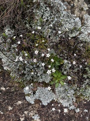 Alepidea natalensis