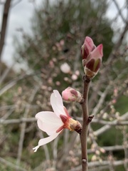 Prunus amygdalus