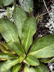 Alepidea natalensis