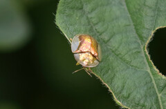 Aspidimorpha quadriremis