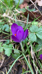 Crocus vernus