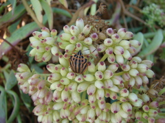 Graphosoma semipunctatum