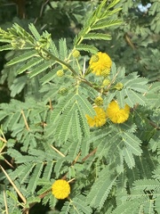 Vachellia farnesiana image