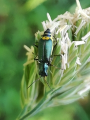 Clanoptilus elegans