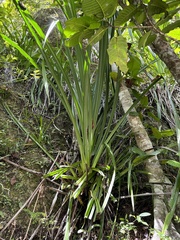 Pandanus tectorius