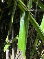 Pandanus tectorius
