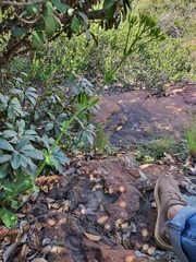 Kalanchoe paniculata