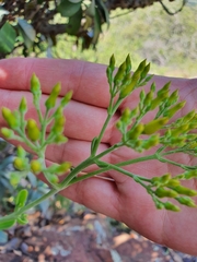 Kalanchoe paniculata