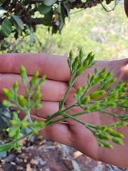 Kalanchoe paniculata