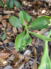 Kalanchoe paniculata