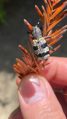 Aegorhinus phaleratus