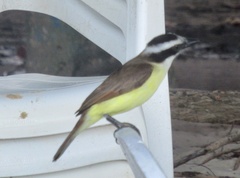Pitangus sulphuratus