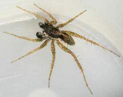 Pardosa pauxilla