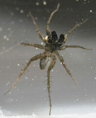 Pardosa pauxilla