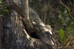 Heliosciurus rufobrachium