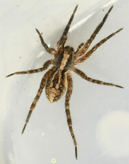 Schizocosa avida