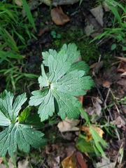 Geranium maculatum