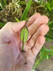 Brassavola