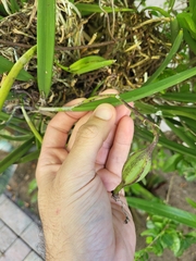 Brassavola
