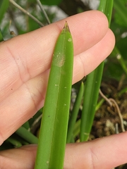 Brassavola