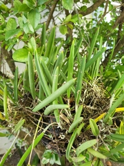 Brassavola