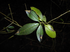 Mycosphaerella ligustri