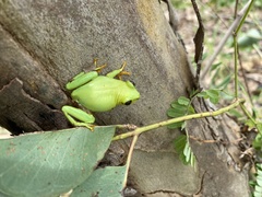 Heterixalus betsileo