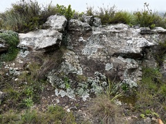 Alepidea natalensis