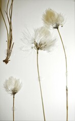 Eriophorum callitrix