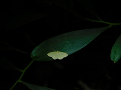 Idaea philocosma