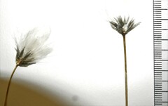 Eriophorum callitrix