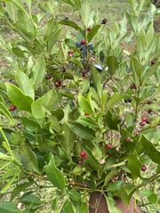 Canephora madagascariensis