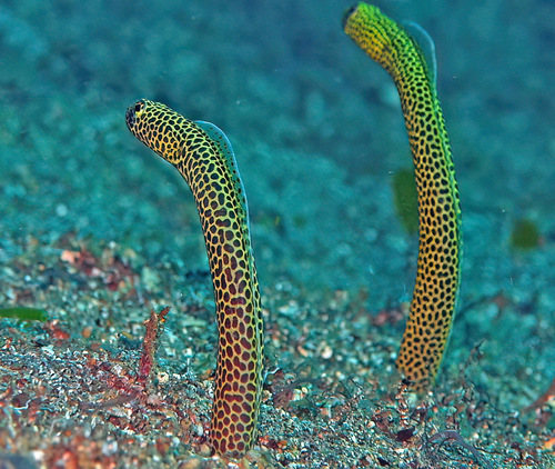 Taylor's garden eel (Heteroconger taylori) — Congridae — 4