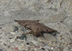 Zanclognatha dentata