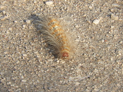 Paracles deserticola