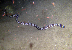 Myrichthys colubrinus