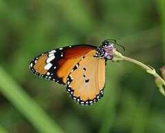 Danaus chrysippus orientis