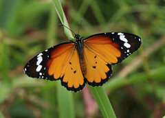 Danaus chrysippus orientis