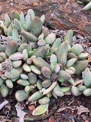 Adromischus umbraticola