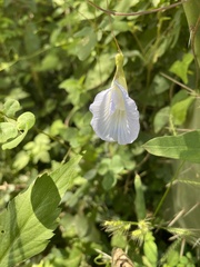 Clitoria ternatea image