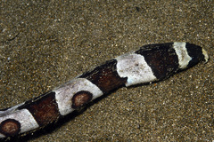 Myrichthys colubrinus