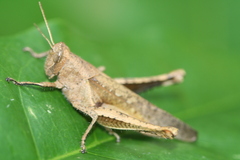 Abracris flavolineata