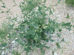 Atriplex micrantha